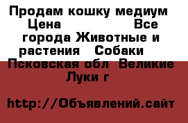 Продам кошку медиум › Цена ­ 6 000 000 - Все города Животные и растения » Собаки   . Псковская обл.,Великие Луки г.